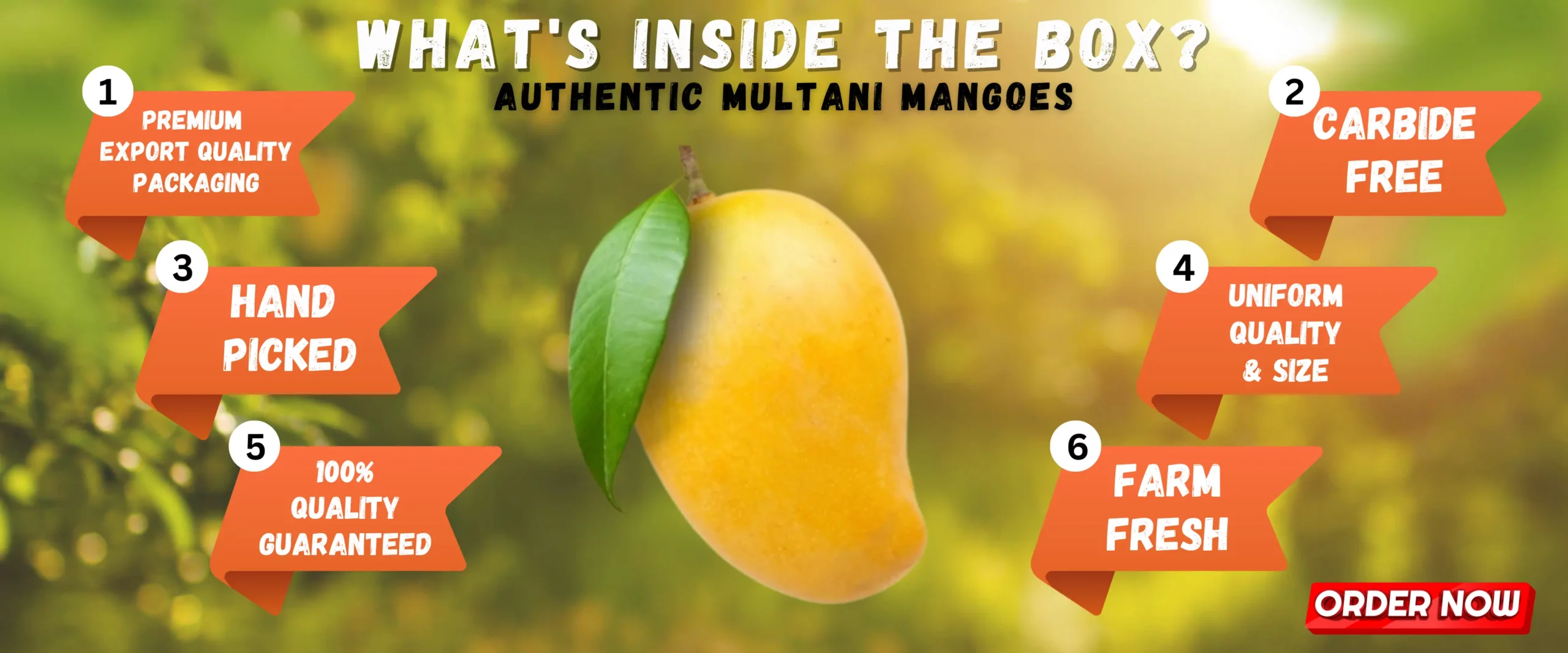 Mango Banner 1